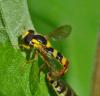 Sphaerophoria scripta